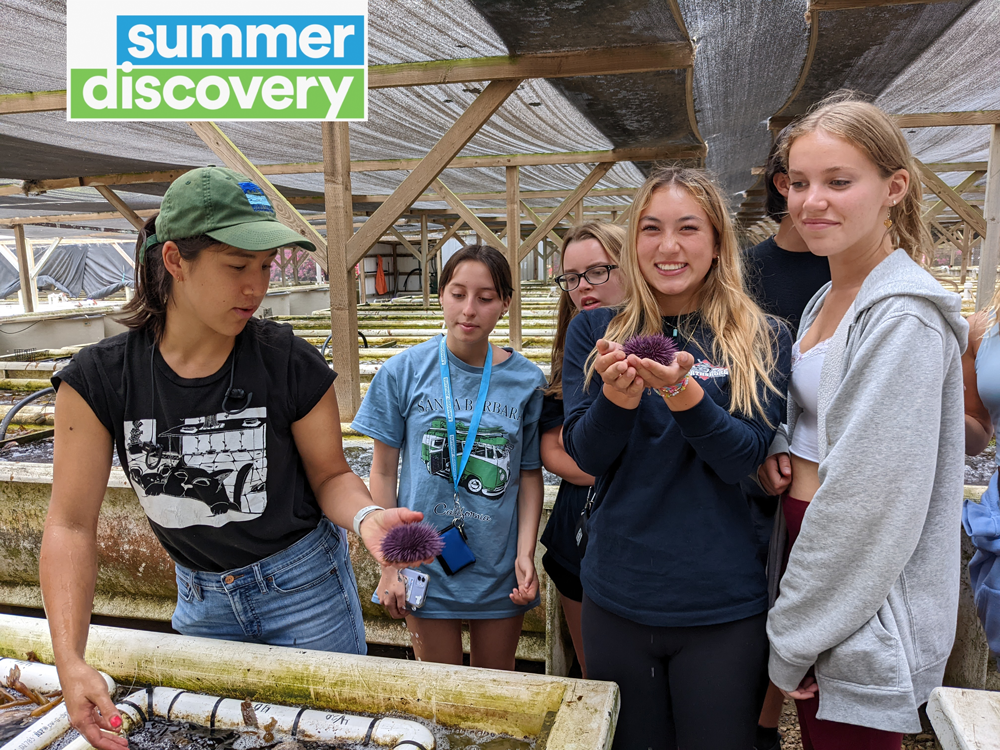 Summer Discovery